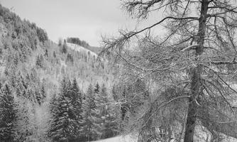 A winter landscape with snow-covered trees and gentle hills. The sky is cloudy and the scene appears peaceful and calm.