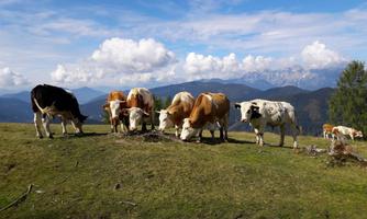 A group of cows grazes on a green meadow. In the background, mountains and a blue sky with some clouds can be seen.