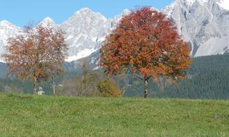 A wide meadow with two red trees in the foreground. In the background, majestic mountains rise up under a clear blue sky.
