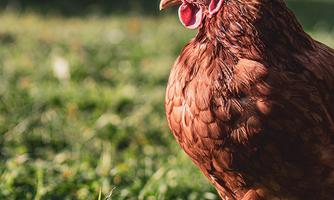 A brown rooster stands on the green grass. Blurred animals can be seen in the background.