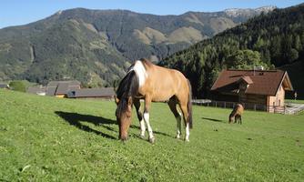A peaceful meadow with several horses grazing on grass. In the background, there are mountains and a wooden house.