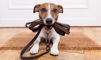 A dog is sitting on a carpet and holding a dog leash in its mouth. It is looking kindly at the camera.