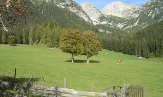 A quiet meadow landscape with two trees and gentle hills. Majestic mountains can be seen in the background.