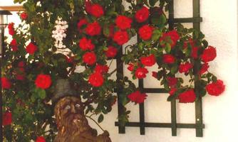 A decorative wall with red roses growing on a trellis. Next to it stands a creative sculpture that resembles an old man.