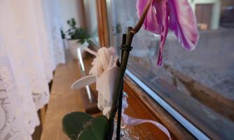 An orchid with purple and white flowers stands by the window. In the background, there are more plants and curtains visible.