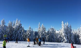 A sunny snow landscape with many skiers. Tall, snow-covered trees and a clear blue sky create a perfect winter atmosphere.