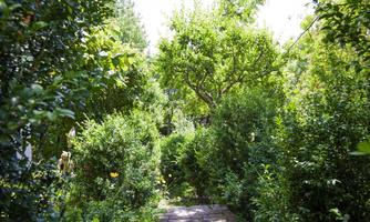 A beautiful path surrounded by lush greenery. In the background, trees and shrubs can be seen, creating a calm and natural atmosphere.