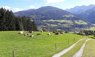 A picturesque landscape with green meadows and cows resting. In the background, mountains and a clear sky can be seen.