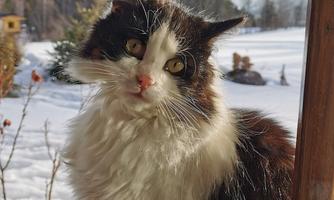 A curious cat is sitting by the window and looking outside. In the background, a snowy landscape with trees can be seen.