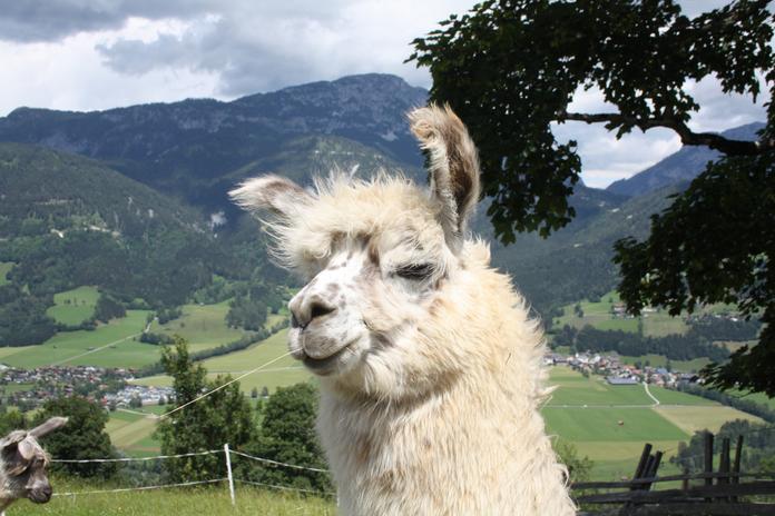 Lama und Alpaka Begegnungen am Klausnerhof