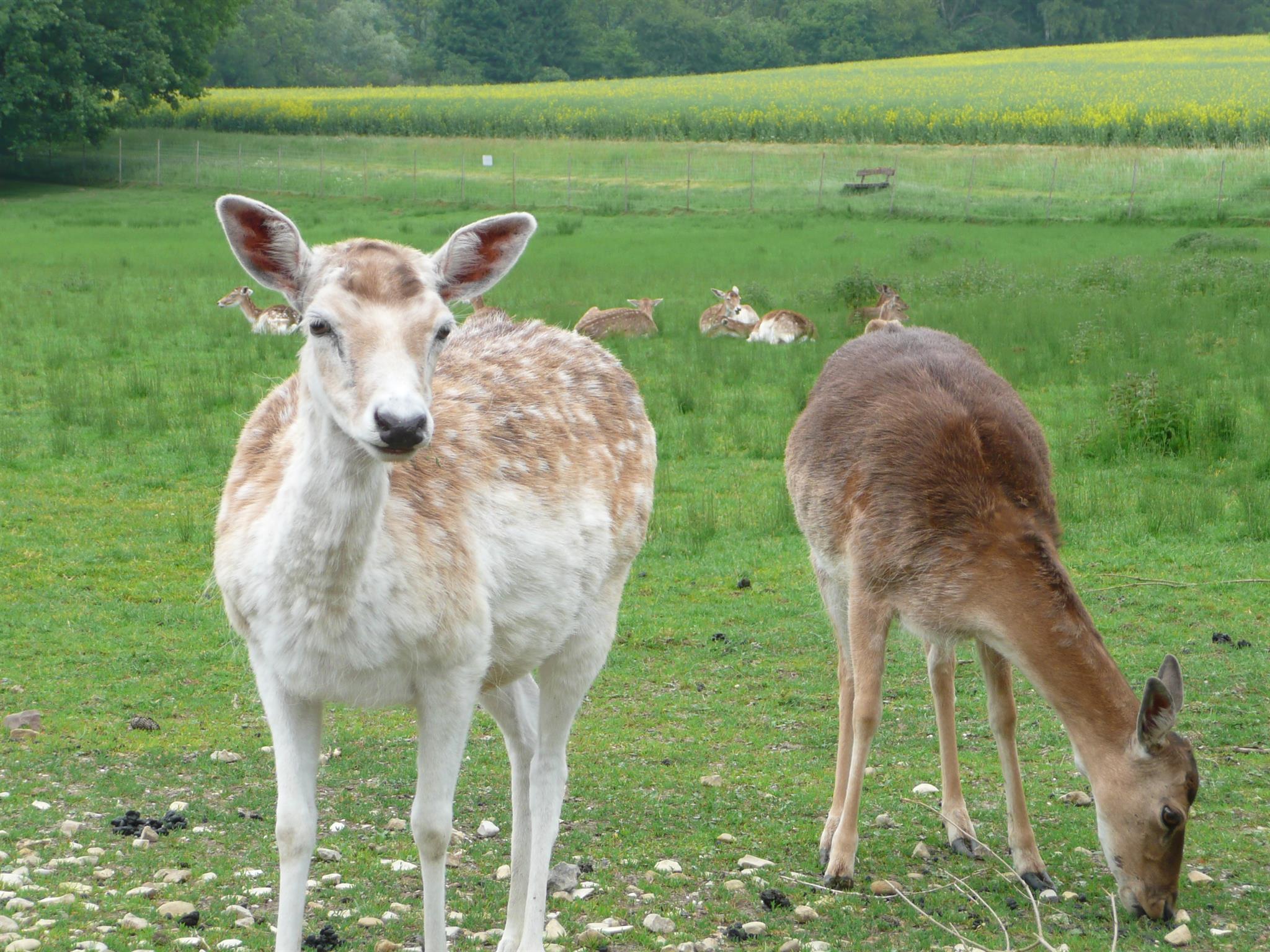 wildgehege im dobeltal bad herrenalb