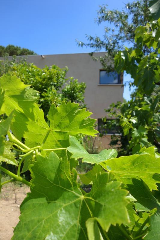 Les vignes à Collioure