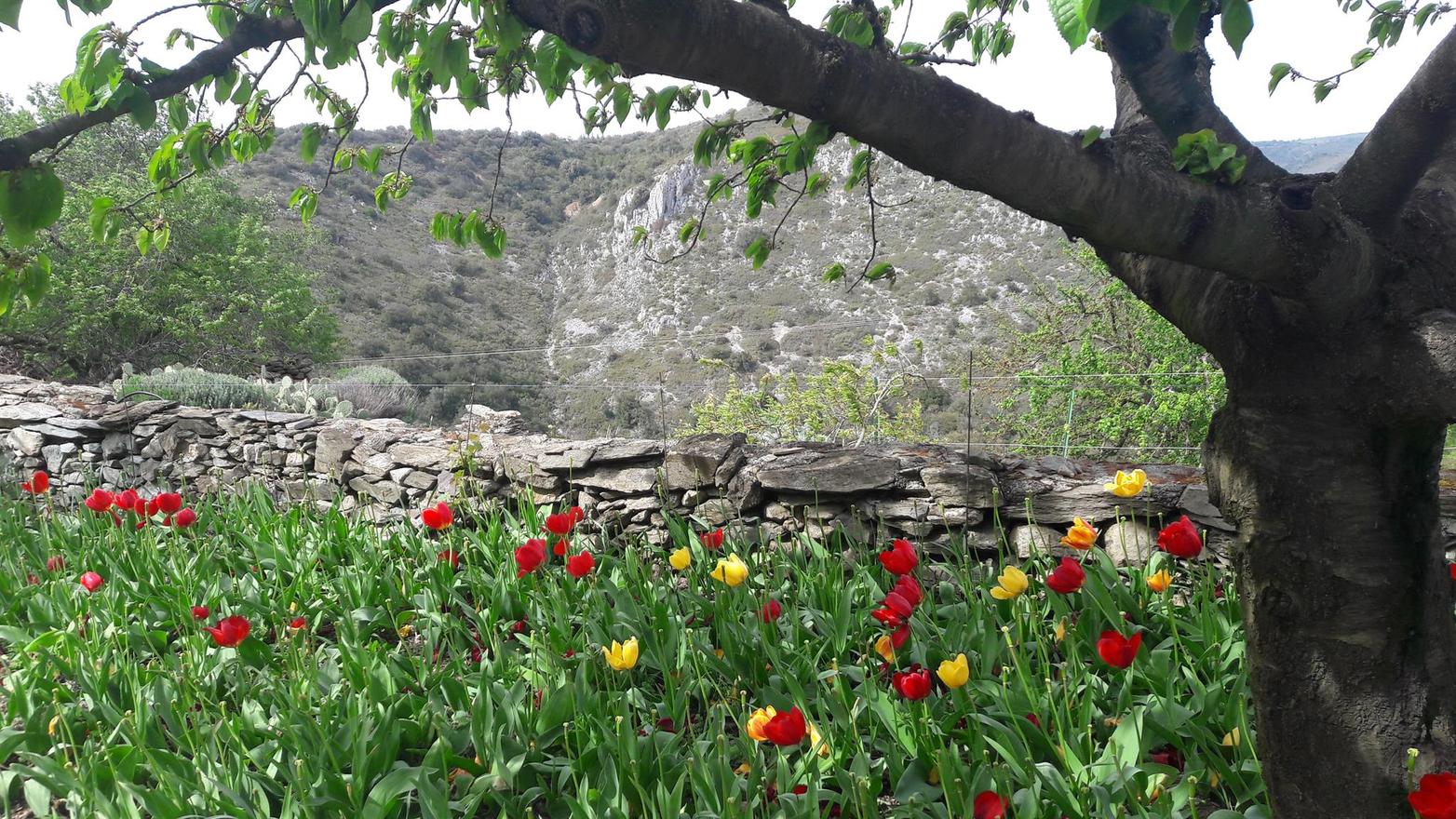 Le Gîte Fleuri à Limousis