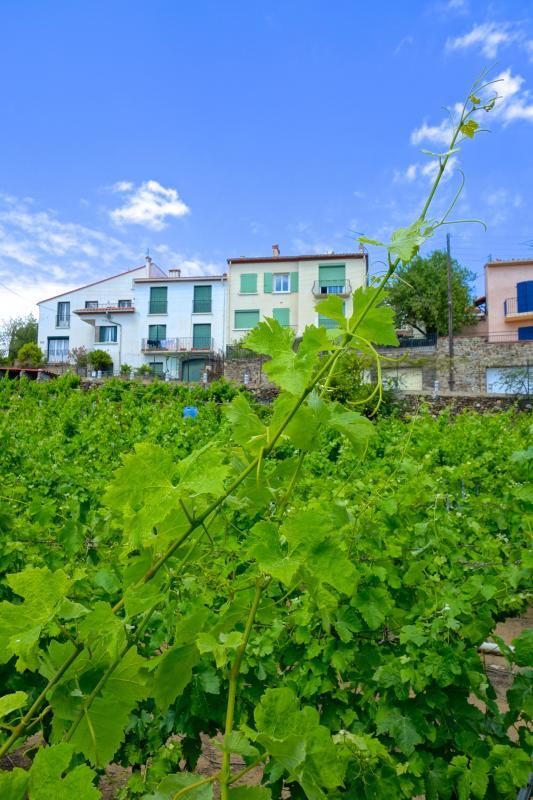 Les vignes à Collioure