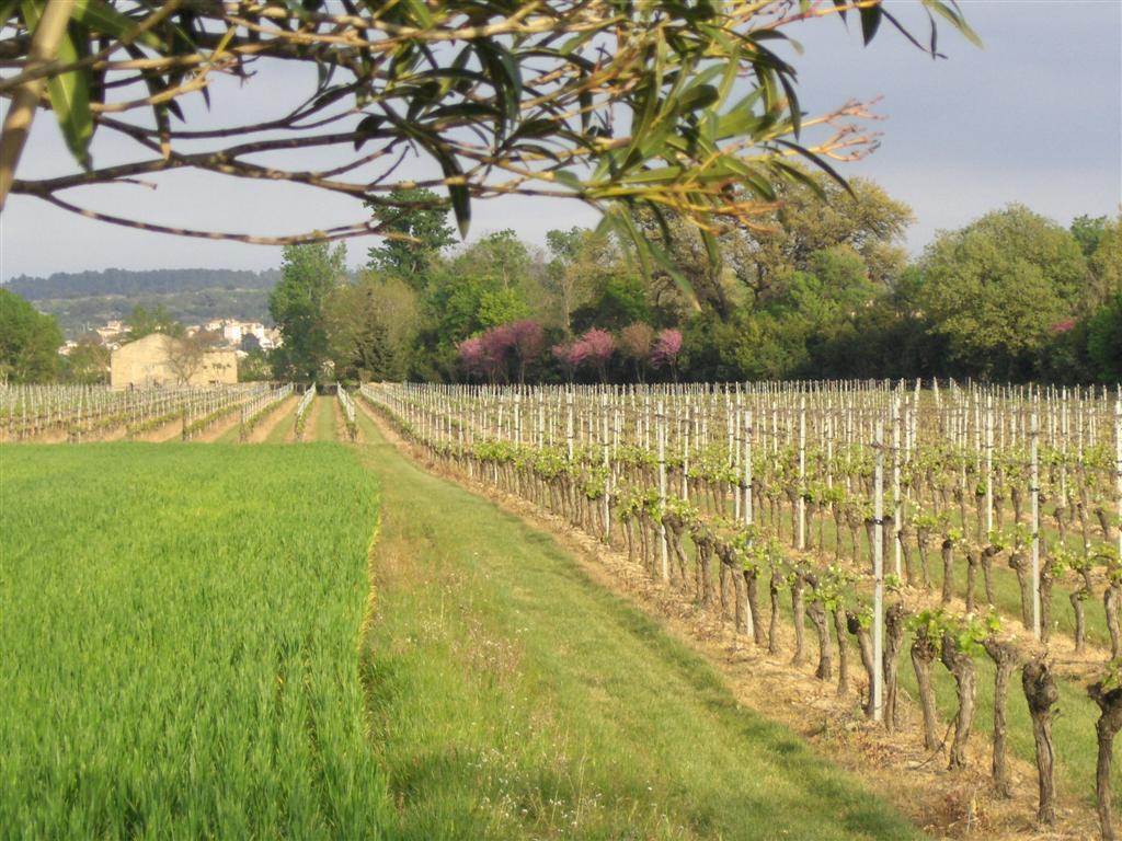 Les Vignes à Raissac-d'Aude