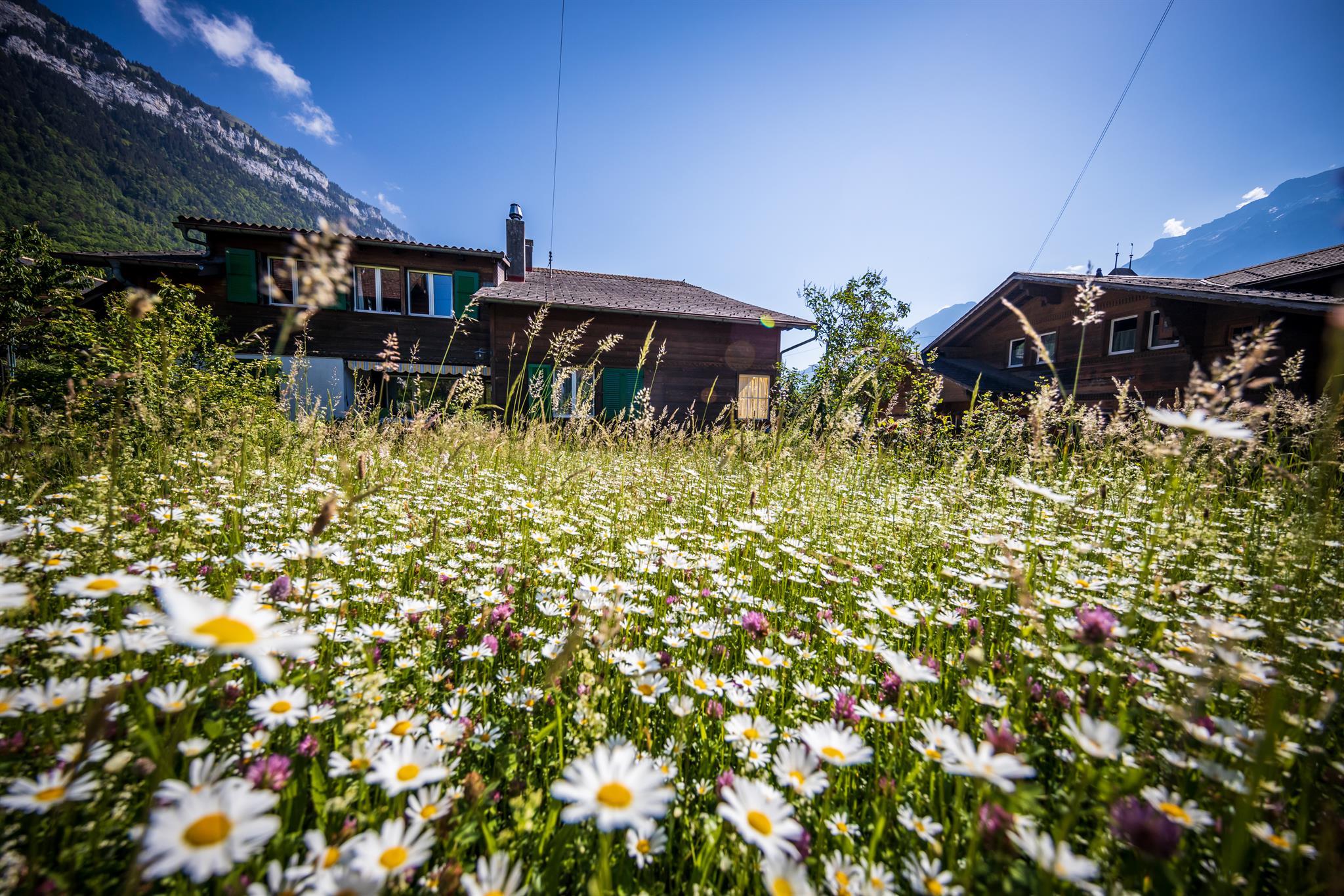 Westseite Blumenwiese Westseite Blumenwiese