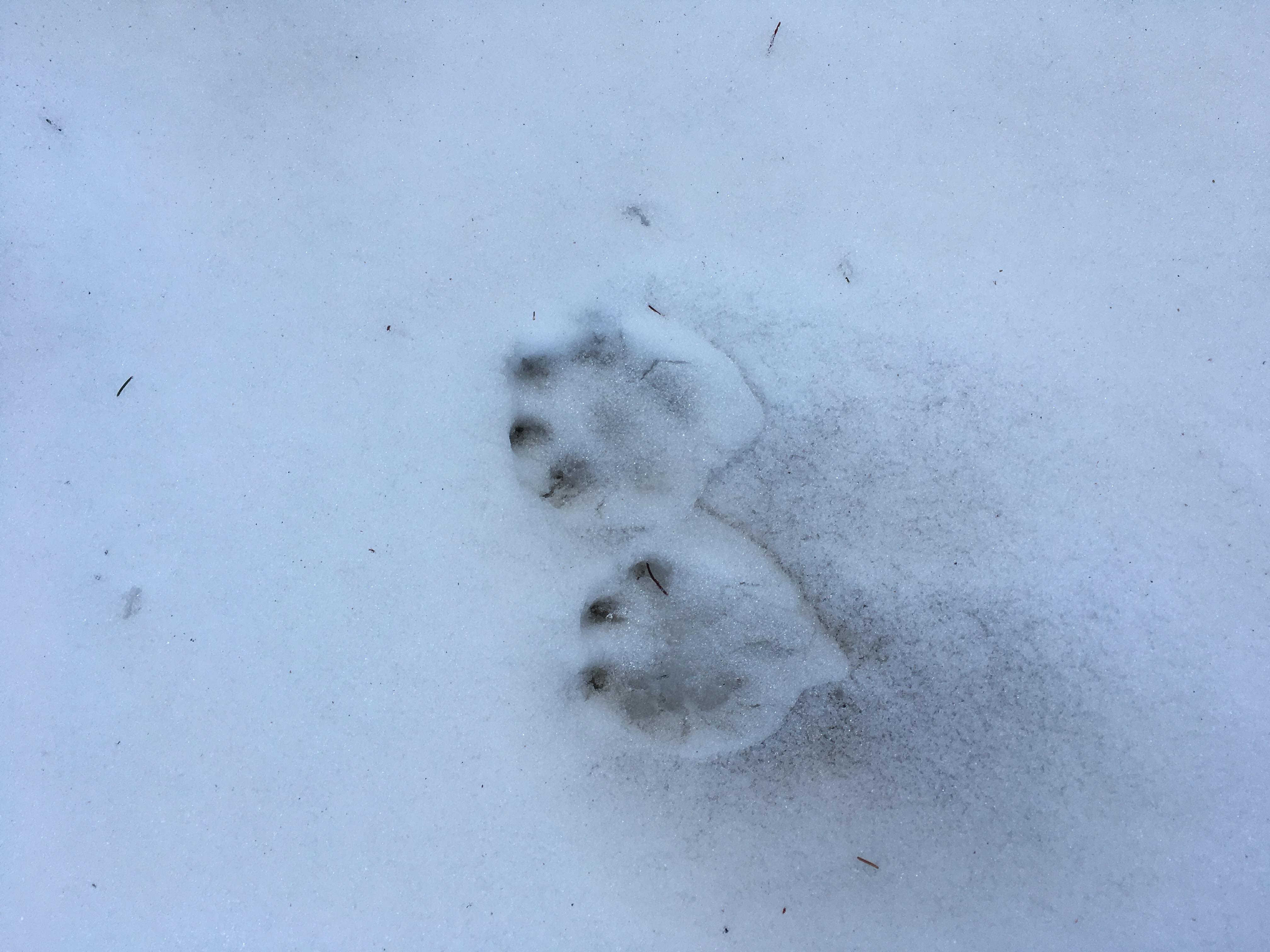 Luchsspuren am Betelberg Luchsspuren am Betelberg