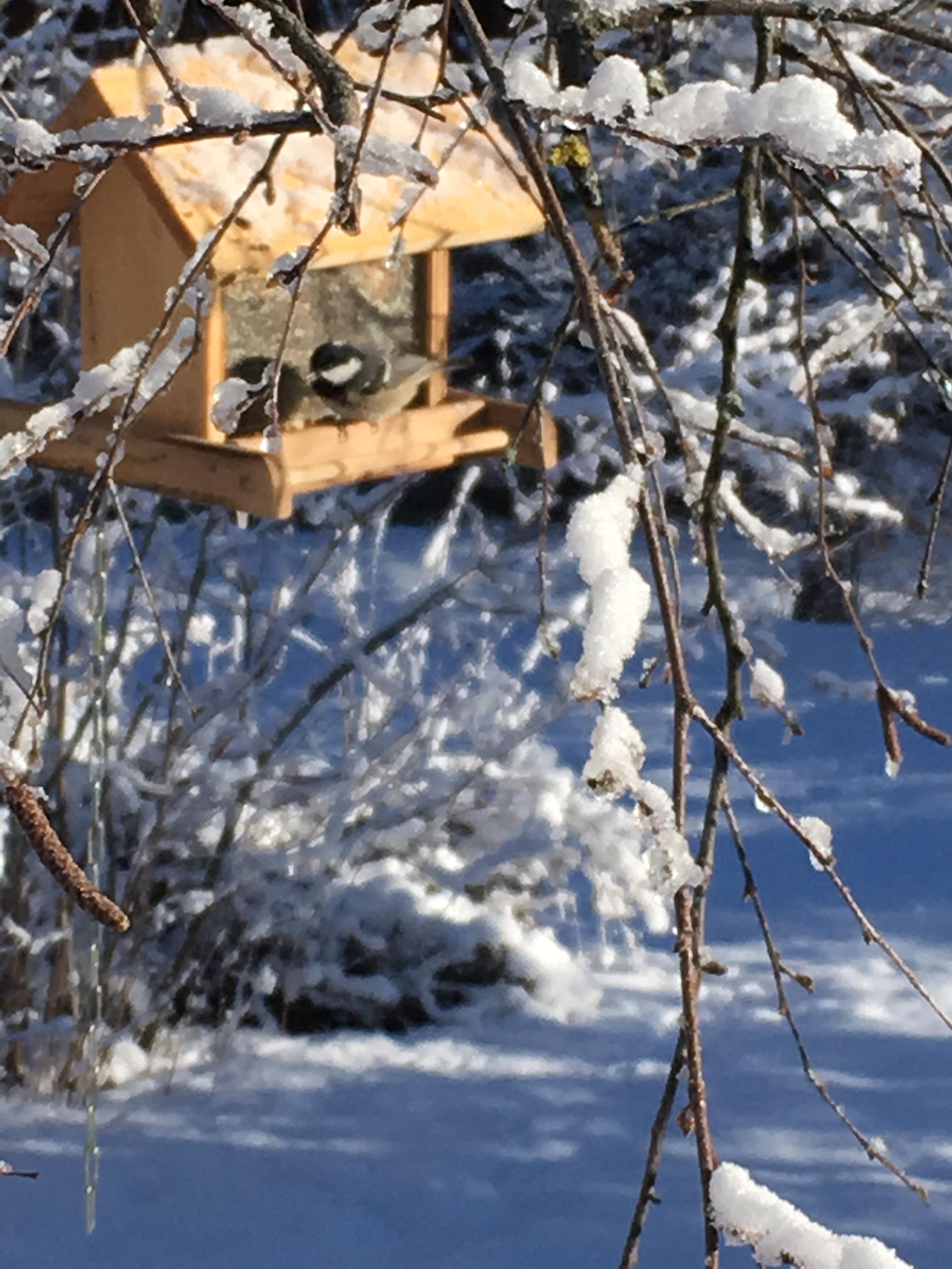 Vogelhüsi Vogelhüsi