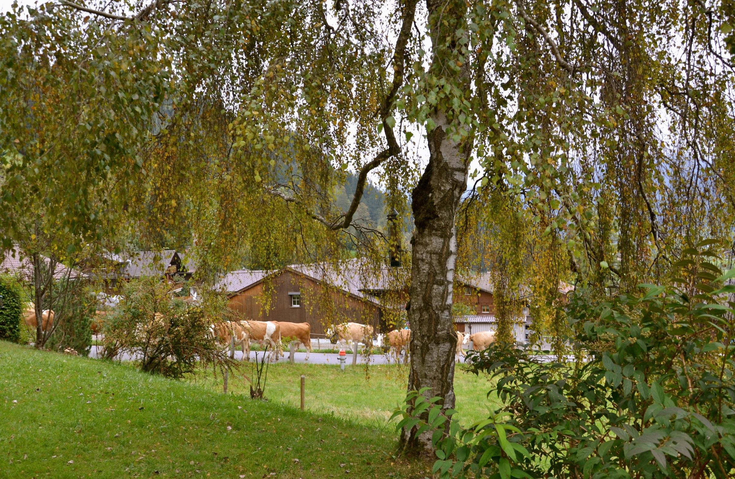 Nach dem Viehmarkt Nach dem Viehmarkt