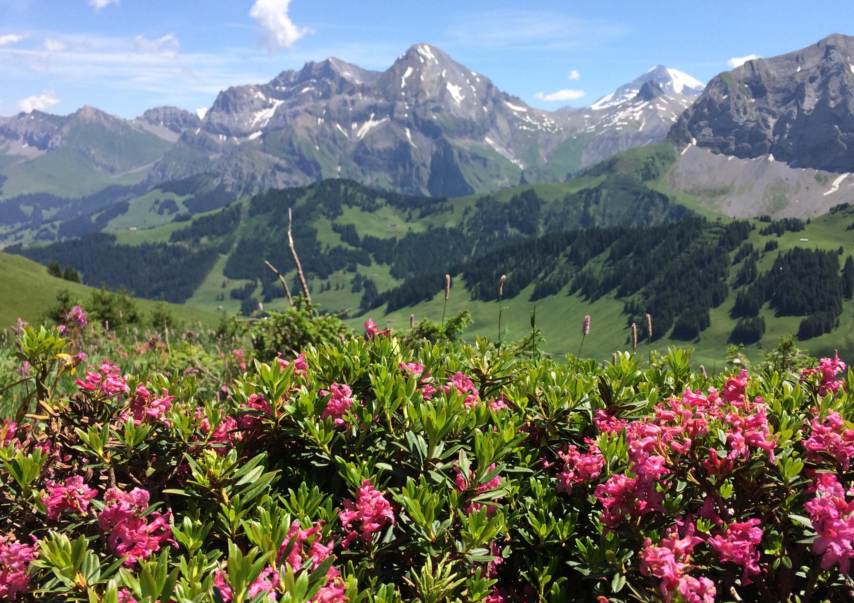 Alpenrose Alpenrose