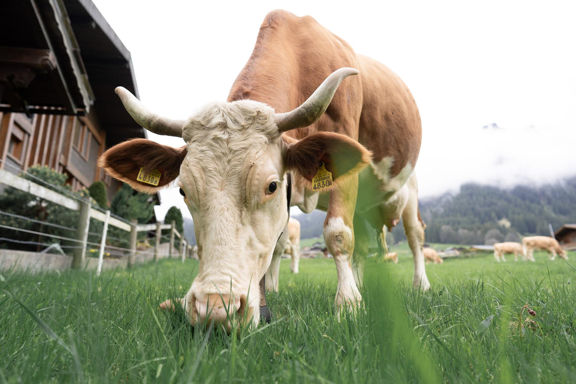 202209_LenkLodge_Komp-32 202209_LenkLodge_Komp-32