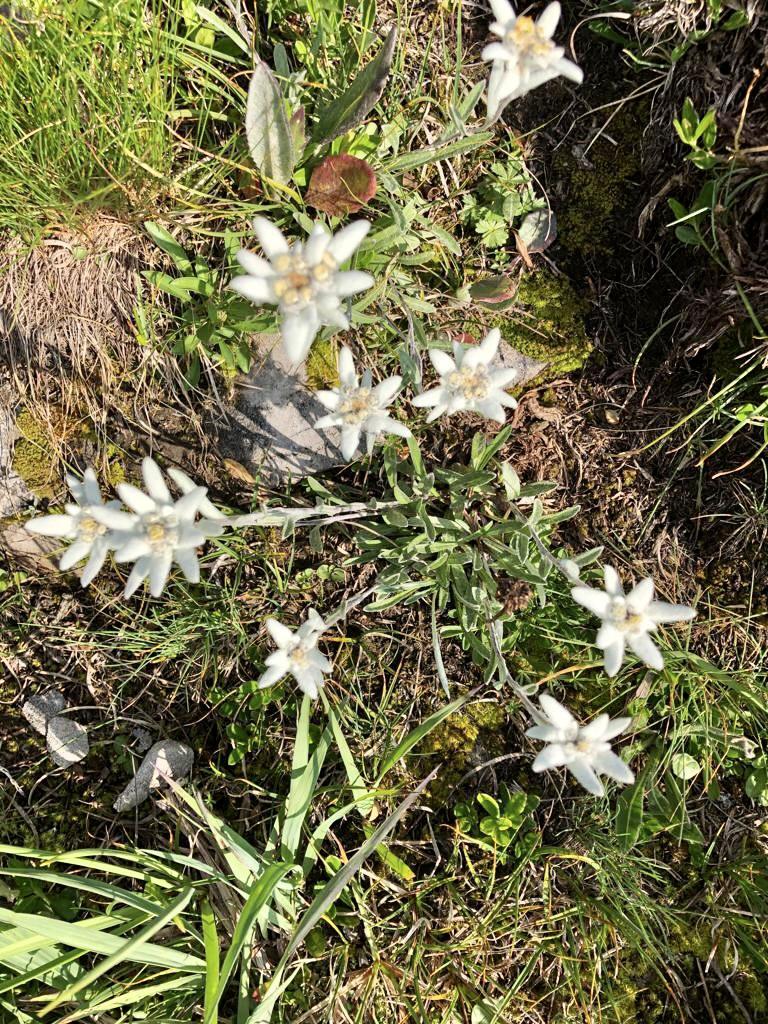 Auf der Wanderung zum Iffighorn Auf der Wanderung zum Iffighorn