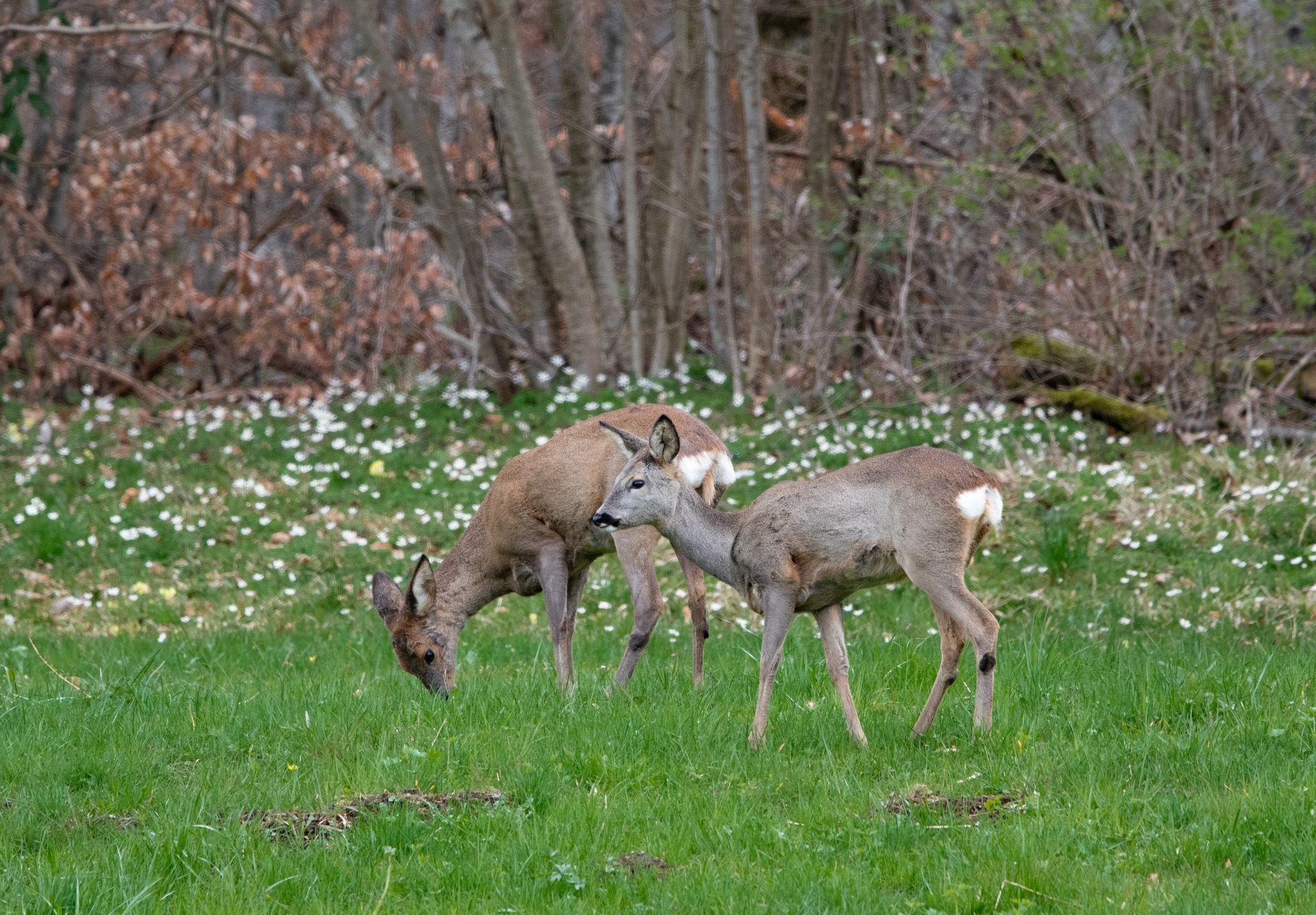 IMG-20240401-WA0027 IMG-20240401-WA0027