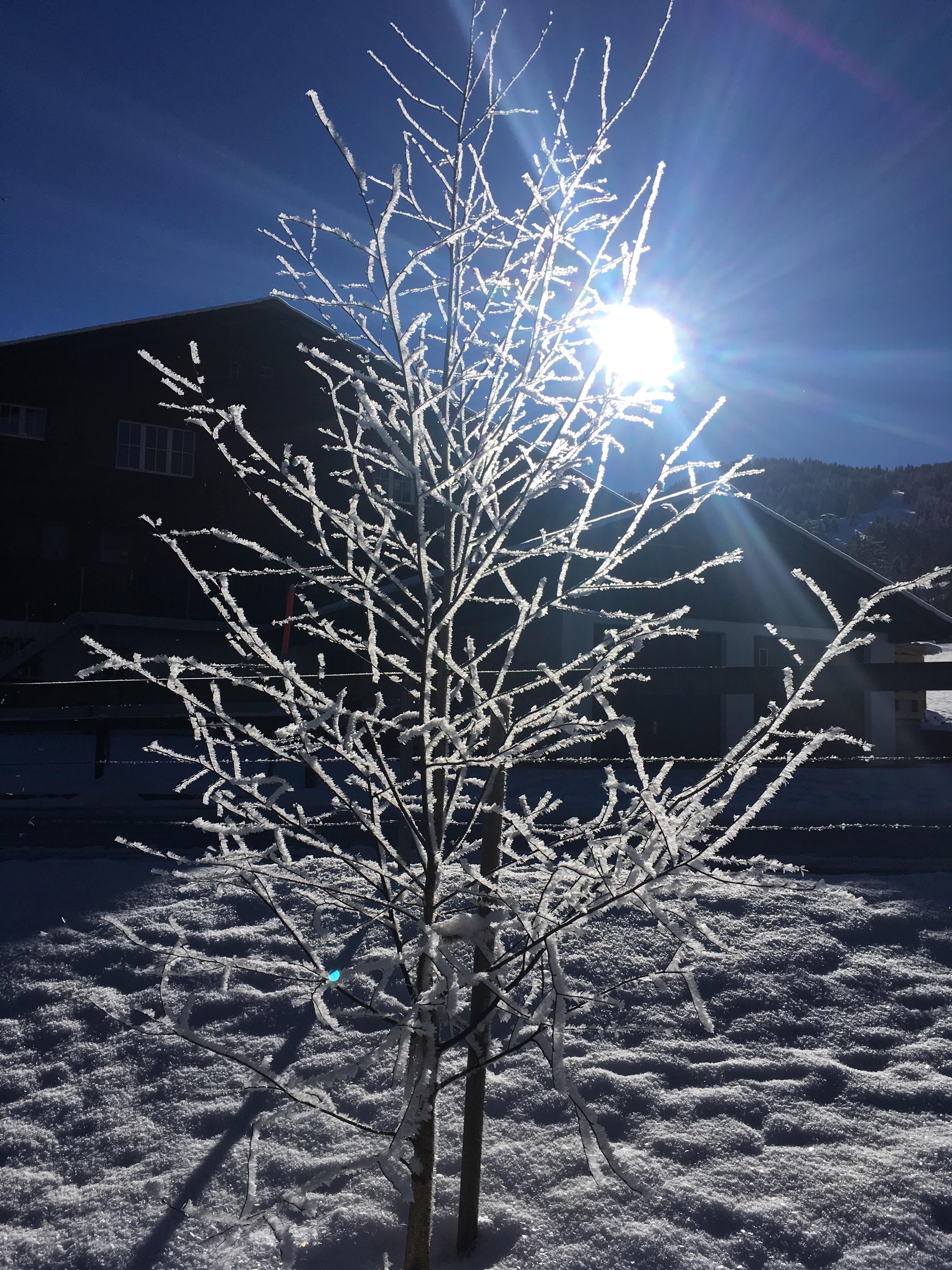 Birke im Winterlicht Birke im Winterlicht