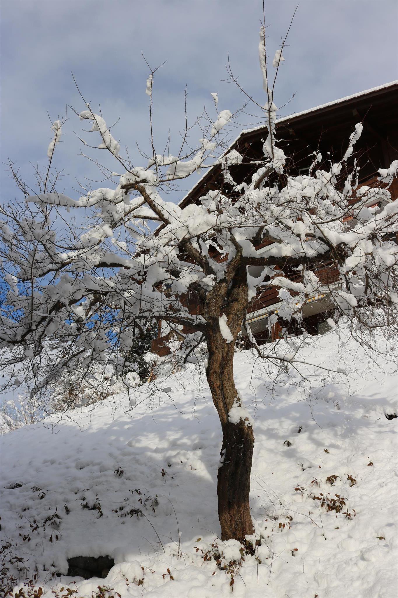 Baum bei Fenster am Lee Baum bei Fenster am Lee