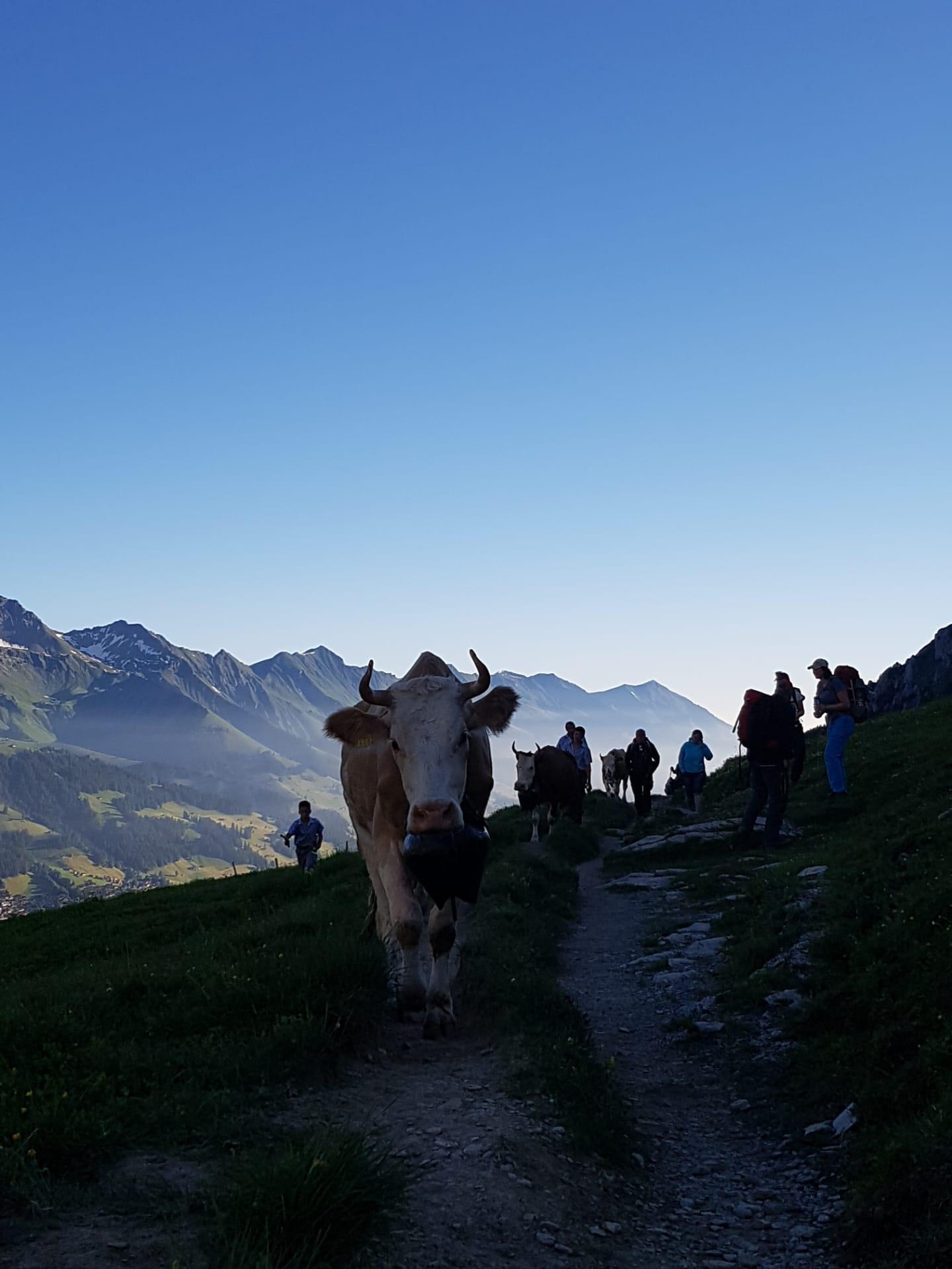 Alpaufzug Engstligenalp Alpaufzug Engstligenalp