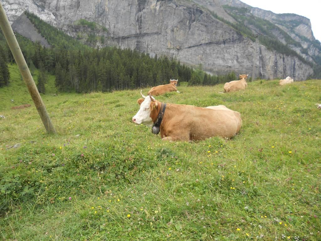 Siesta auf der Alp Siesta auf der Alp