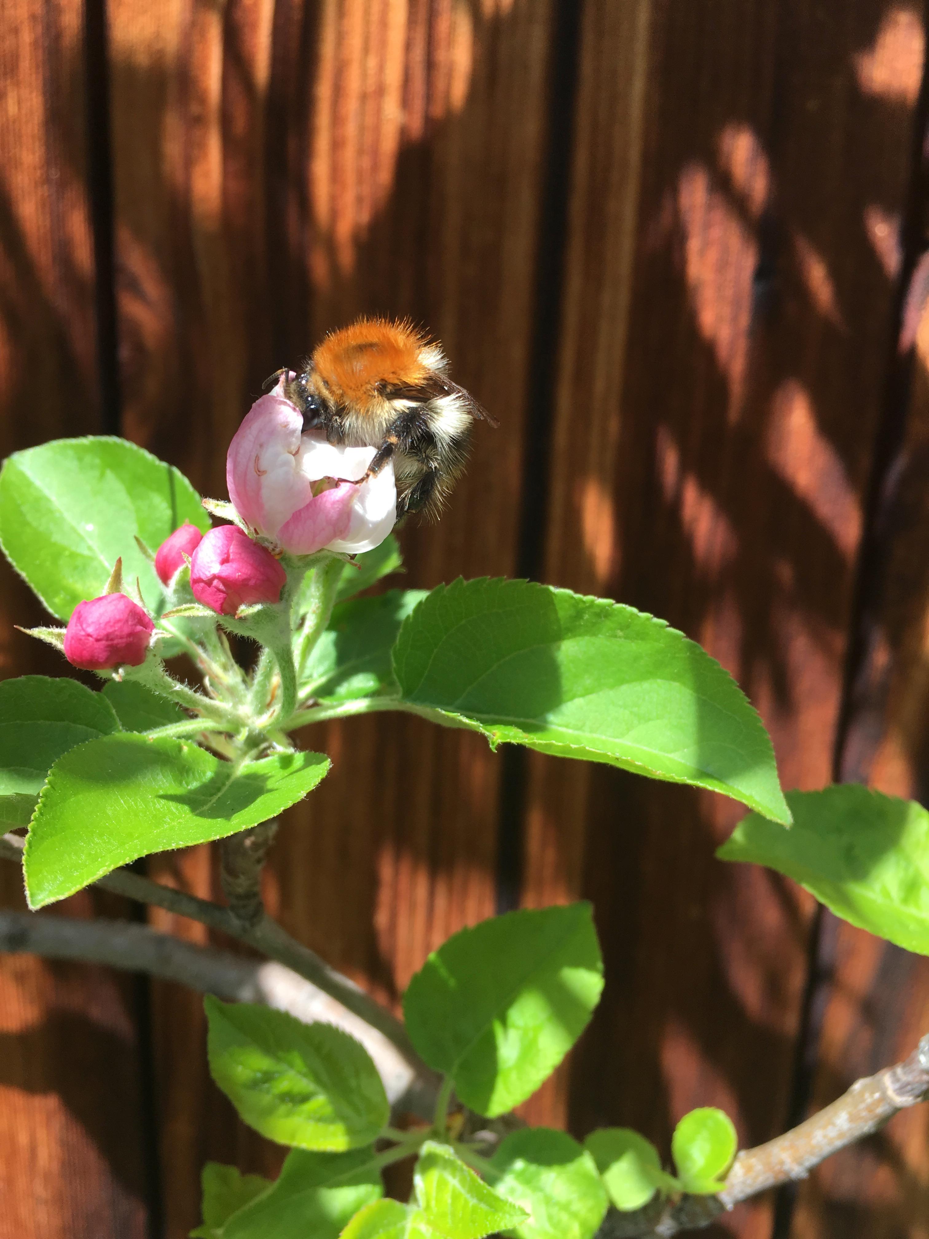 Hummel/Apfelblüte Hummel/Apfelblüte