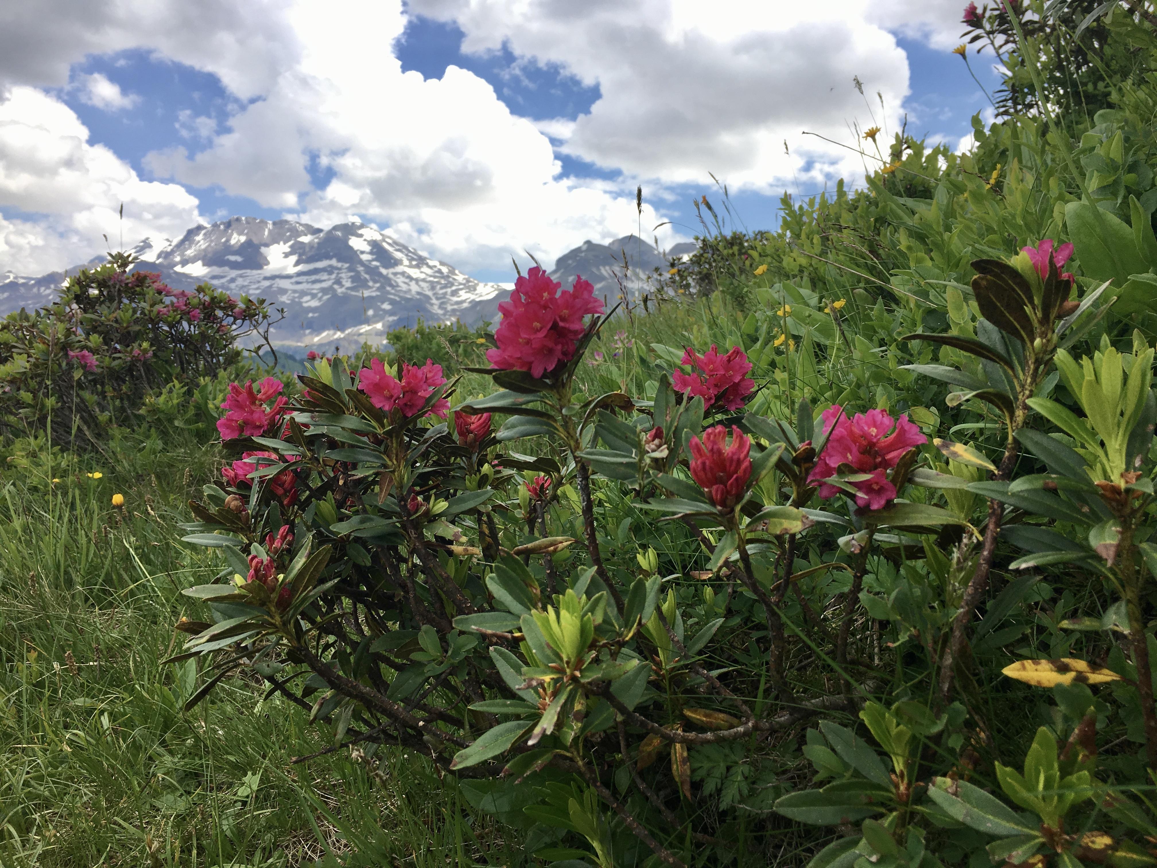 Alperose, chöme mir i Sinn .... (Betelberg) Alperose, chöme mir i Sinn .... (Betelberg)