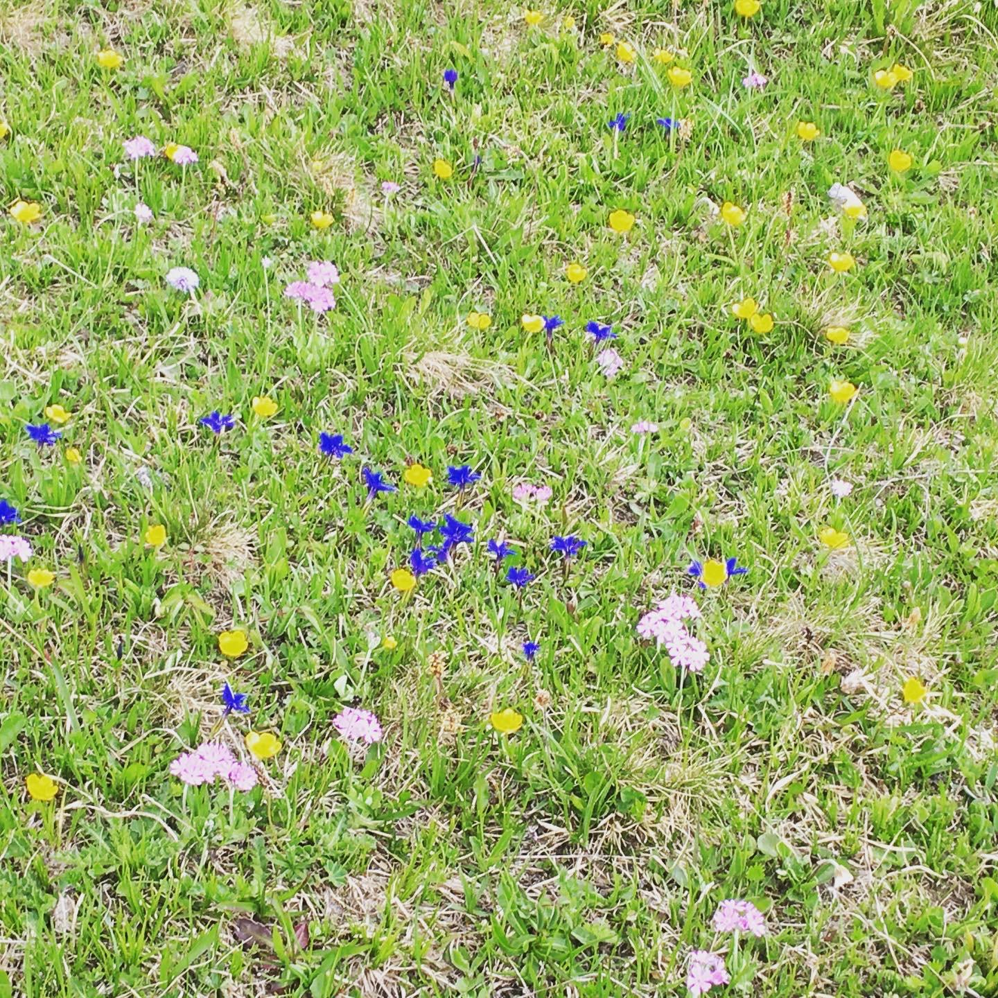 Frühlingspracht Frühlingspracht