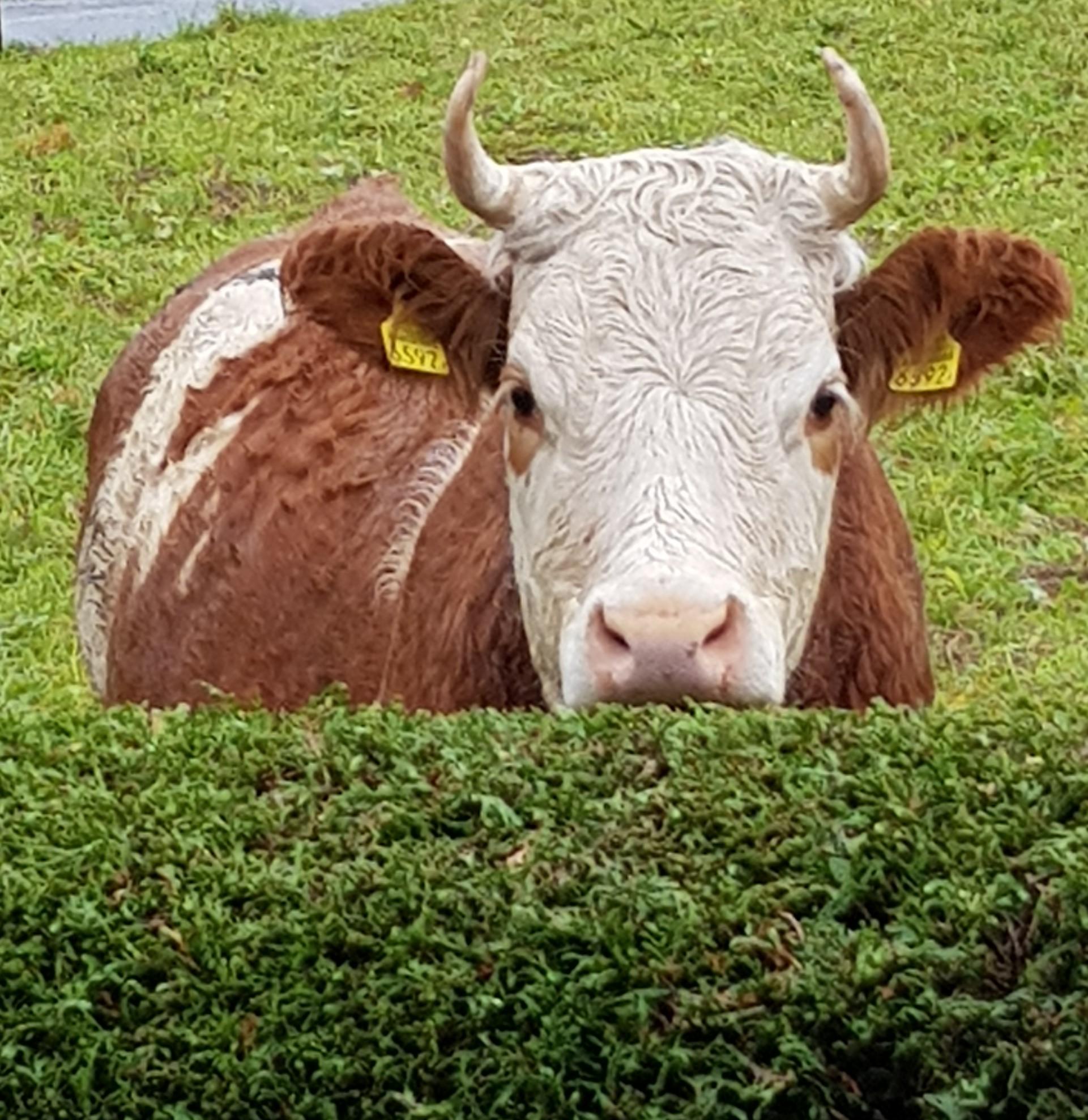Blick über die Hecke Blick über die Hecke