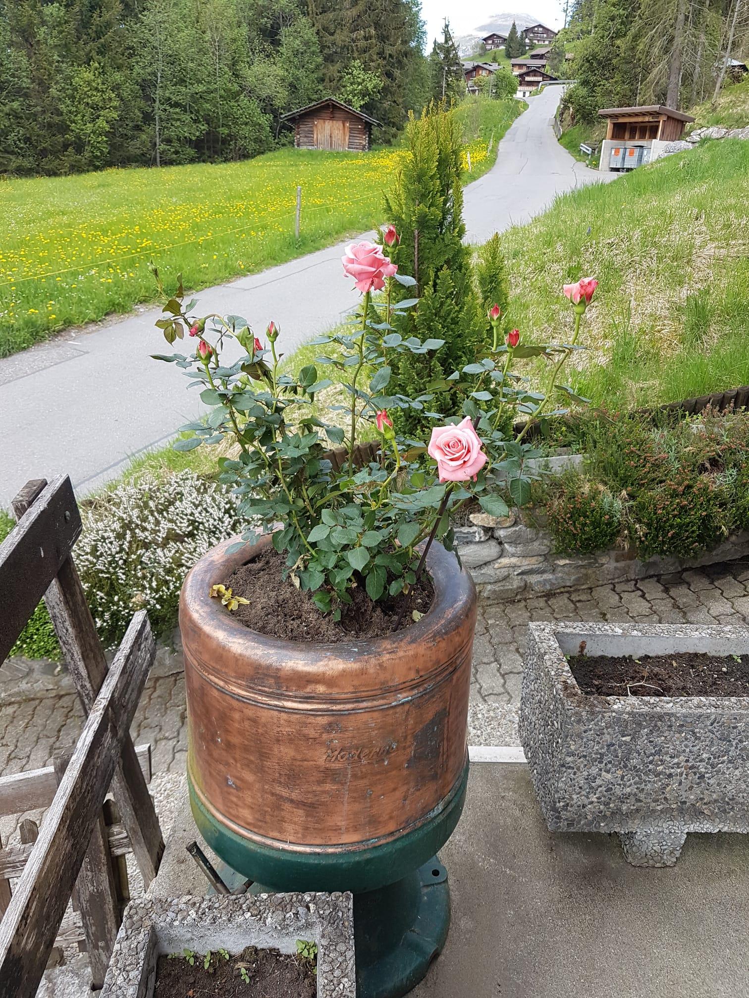 IMG-20200511-WA0003 IMG-20200511-WA0003