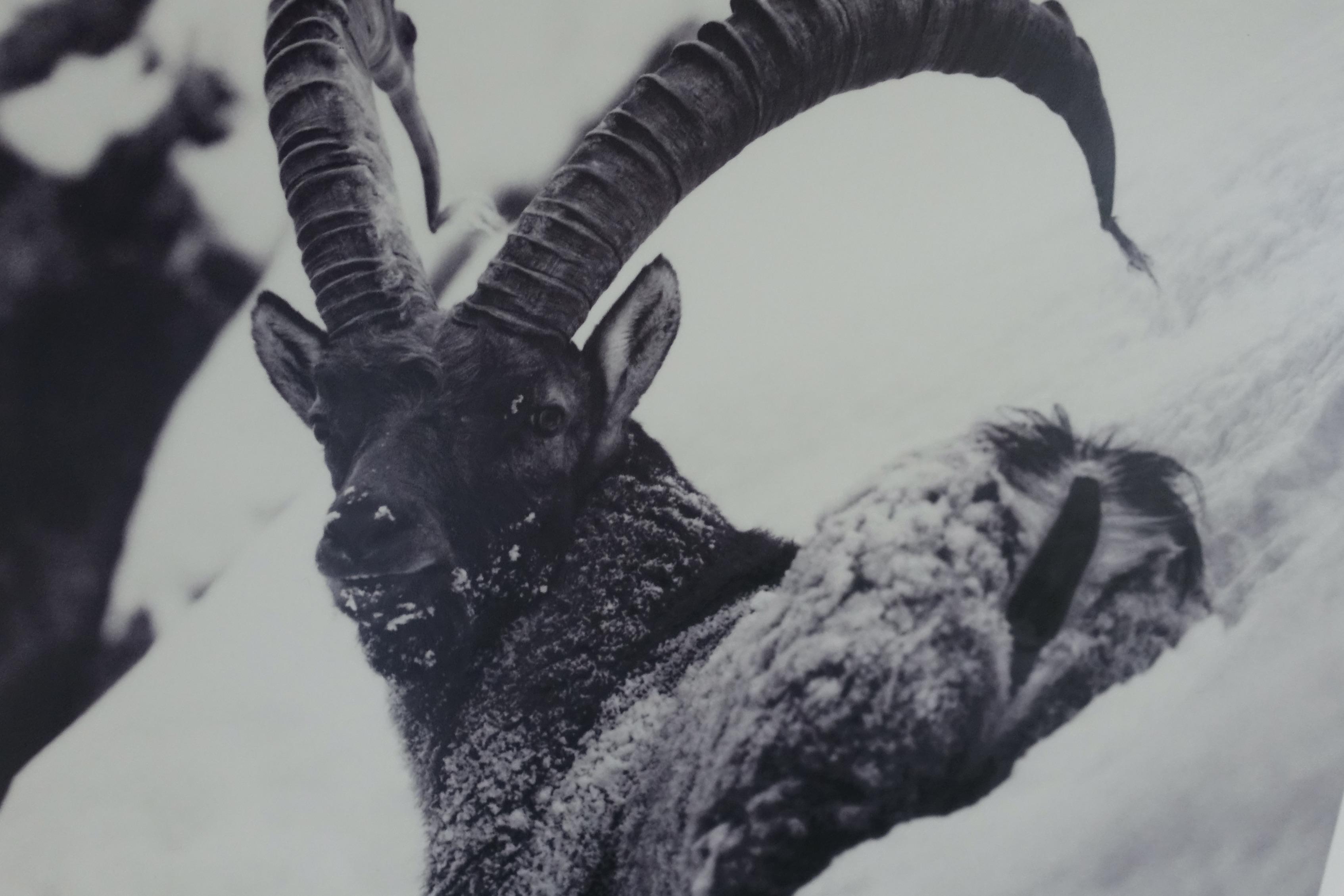 Bild_Steinbock Bild_Steinbock