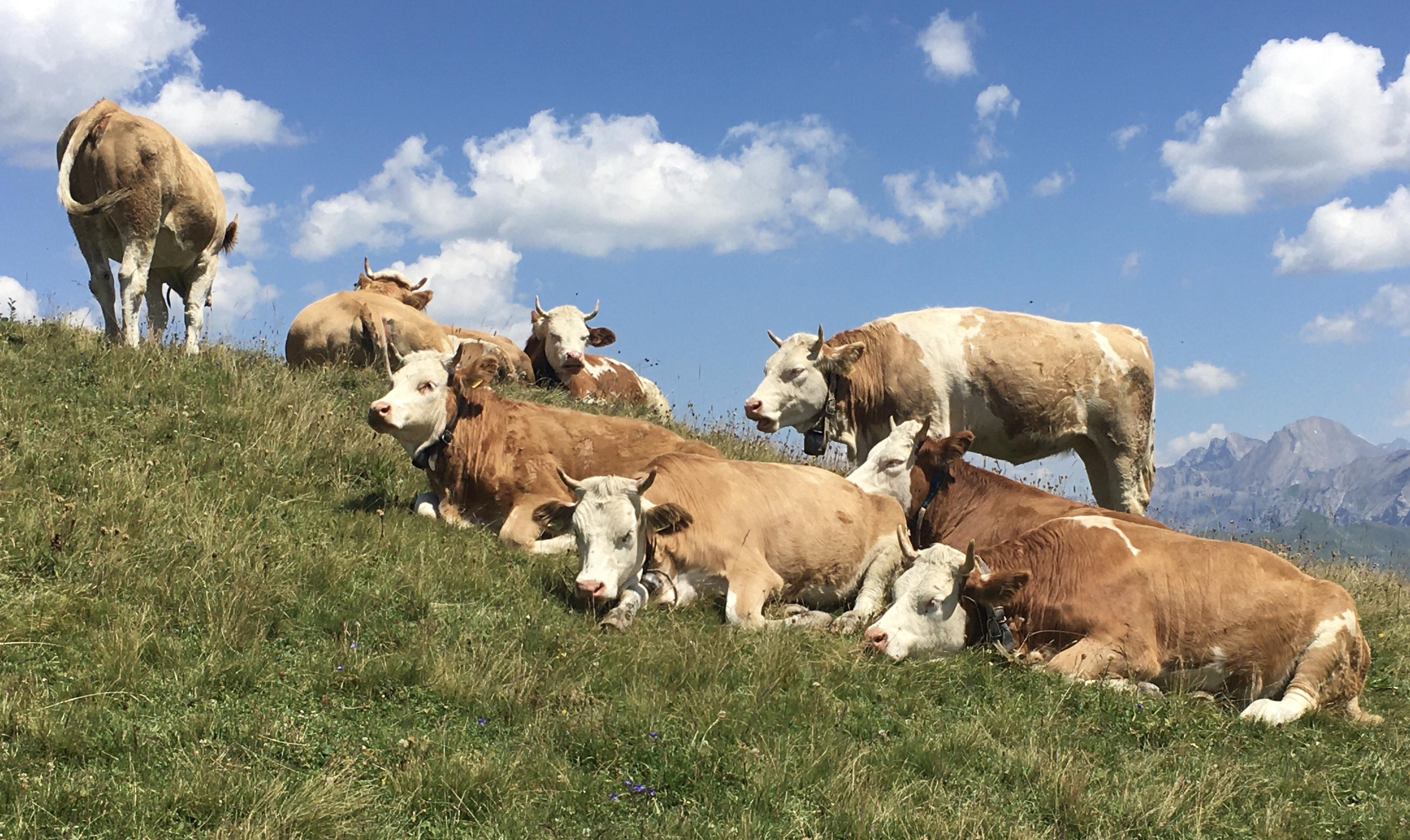 Bergidylle Bergidylle