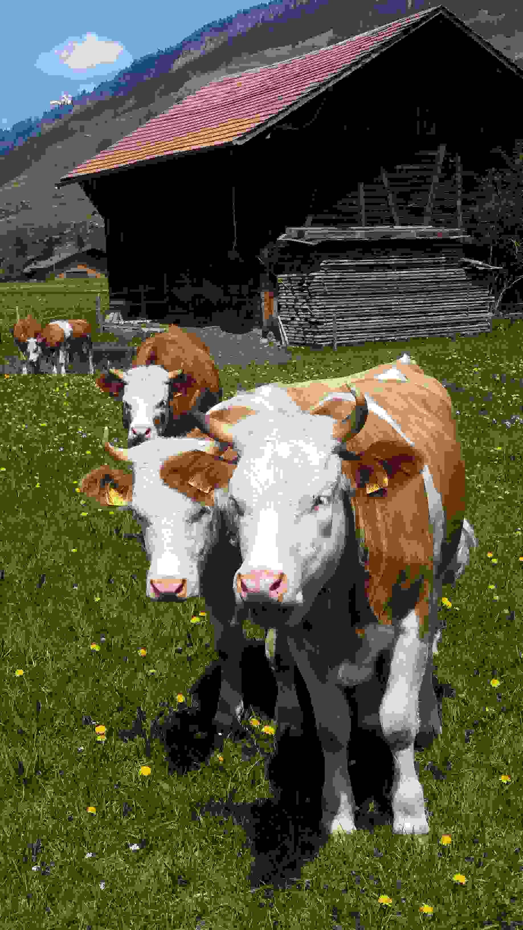 20180506_133757 20180506_133757