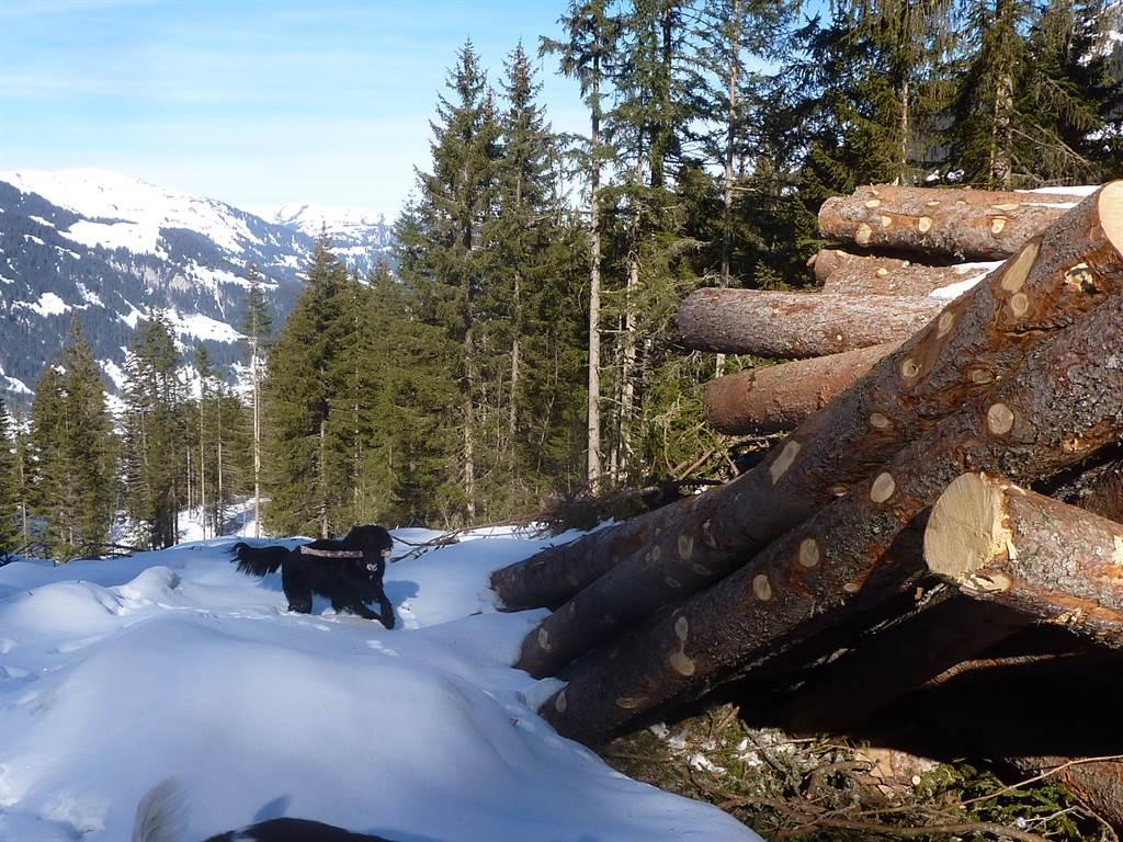 Winter mit Hund Winter mit Hund