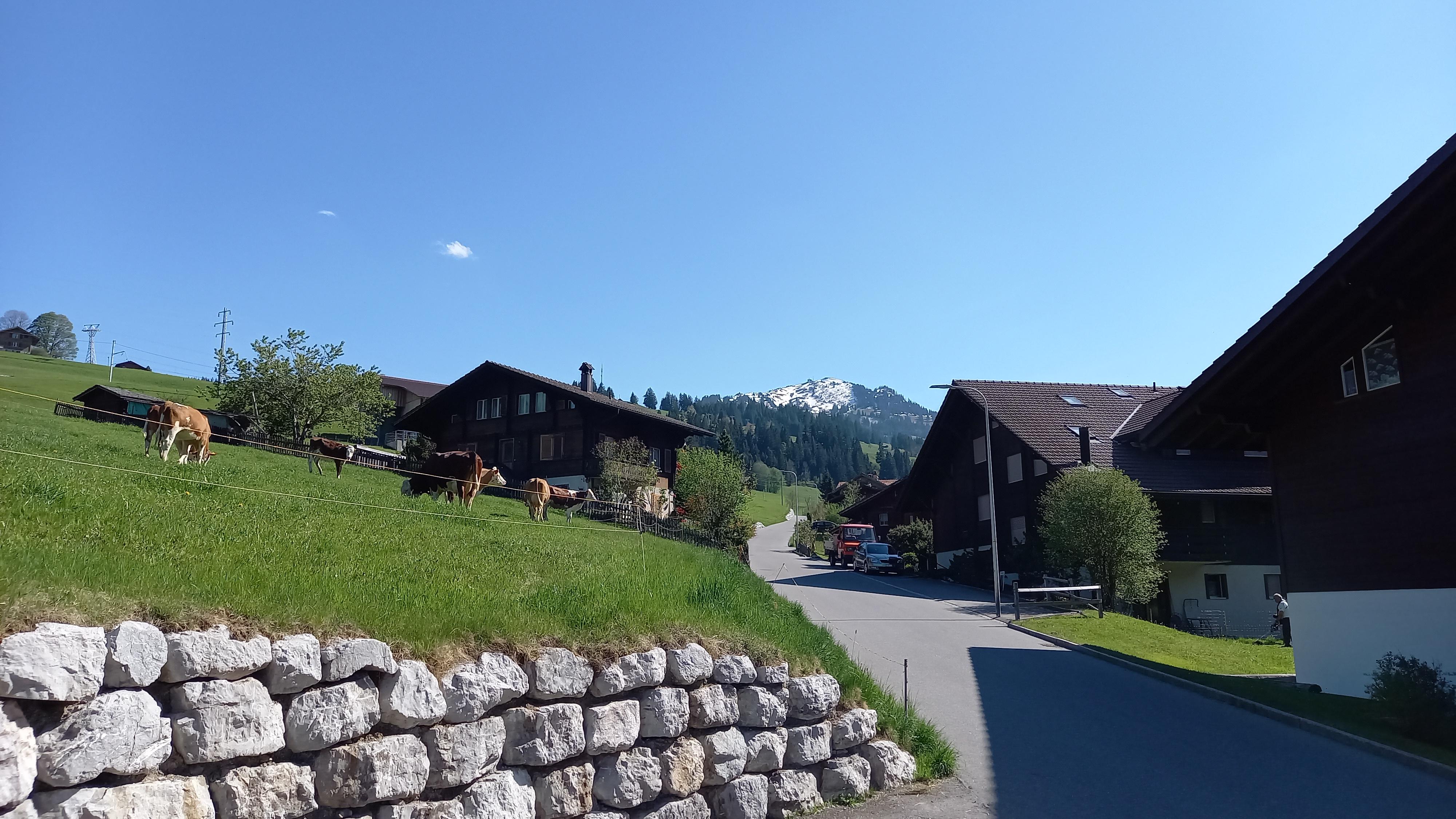 Vor dem Haus mit Kühen Sommer Vor dem Haus mit Kühen Sommer