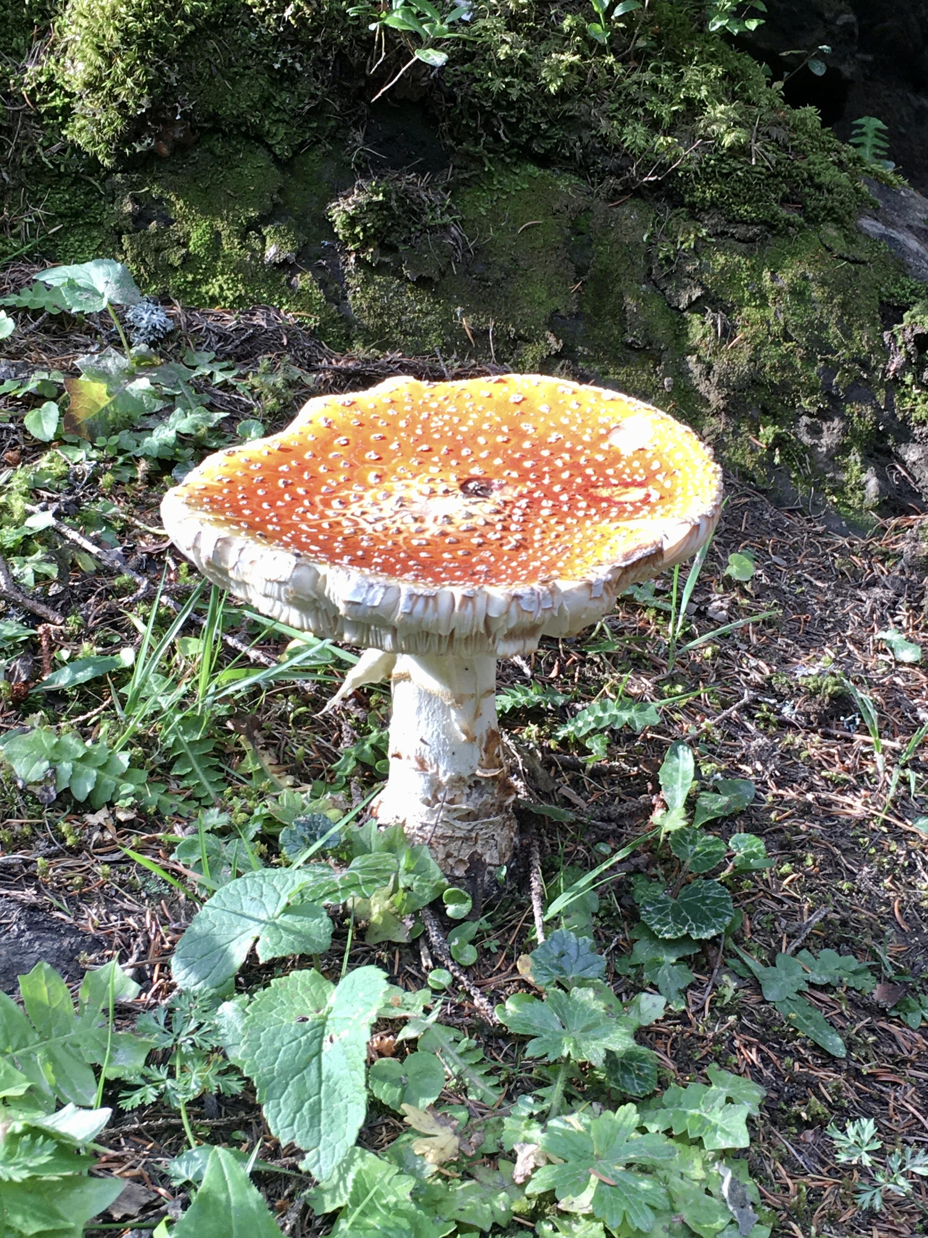 Nicht zum Verzehr; giftig, aber wunderschön Nicht zum Verzehr; giftig, aber wunderschön