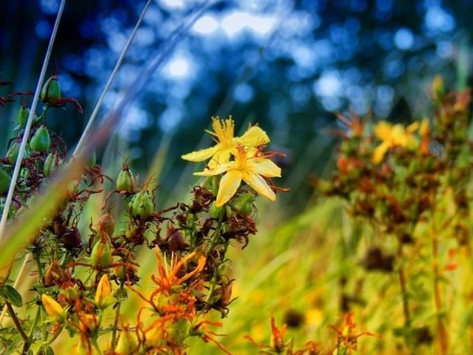 Wildkräuterspaziergang - Traditionelles Heilwissen aus dem Allgäu