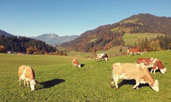 An idyllic meadow with grazing cows and a picturesque mountain landscape in the background. The sky is clear and nature looks peaceful.