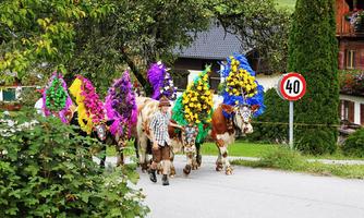 A man leads a group of decorated cows down the street. The cows are wearing colorful headpieces adorned with flowers.