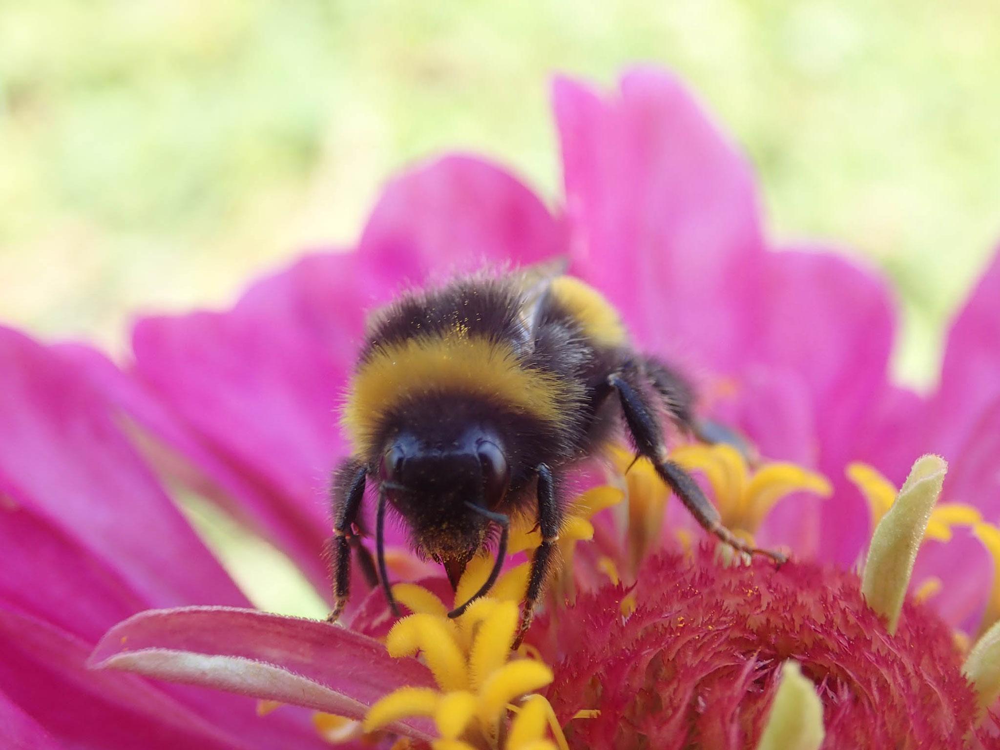 Ausstellung: Von Einzelgängern und Geselligen - Vielfalt der Wildbienen