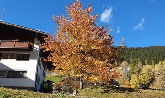 A beautiful autumn tree with colored leaves stands in front of a house. The sky is blue and cloudless.