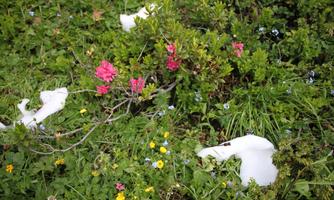 A colorful flower meadow with pink and blue flowers. White, foam-like structures are visible among the plants.