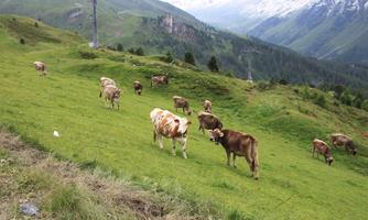 A green meadow with several cows grazing peacefully. In the background, mountains and a ski lift can be seen.