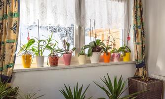 A windowsill with various flowers and plants in colorful pots. In the background, curtains and a bright window are visible.